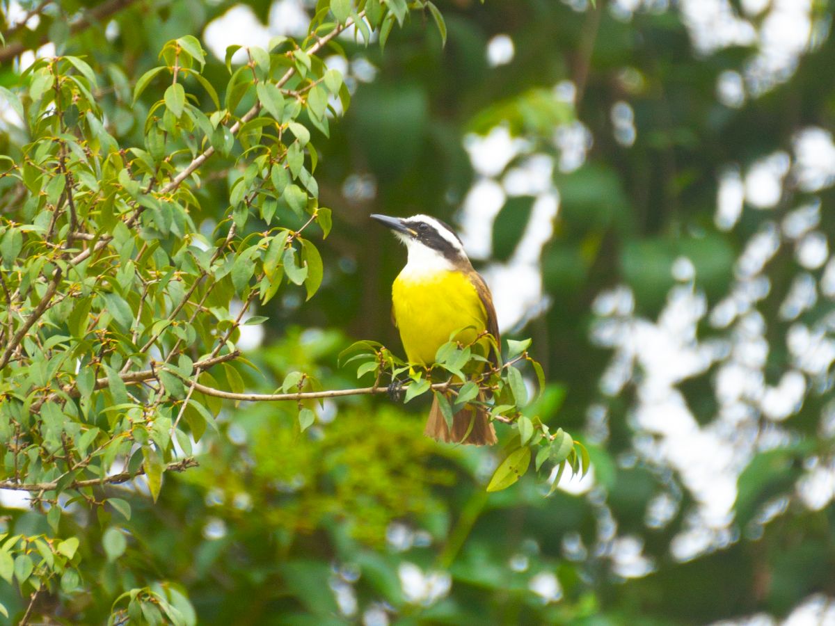 A small yellow-breasted bird is perched on a branch amidst lush green leaves and foliage in what appears to be a natural outdoor setting.