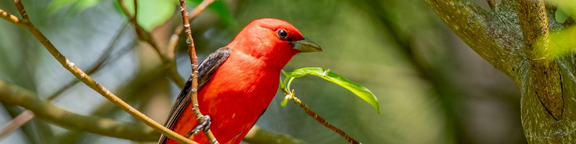 A vibrant red bird is perched on a branch amidst green leaves and trees, creating a colorful and lively scene.