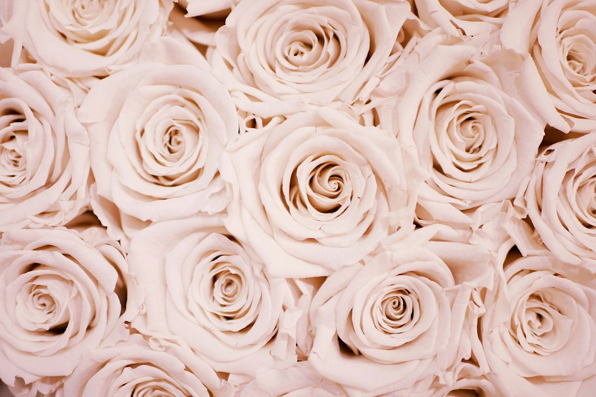 The image features a close-up of numerous white roses arranged tightly together, creating a dense floral pattern.
